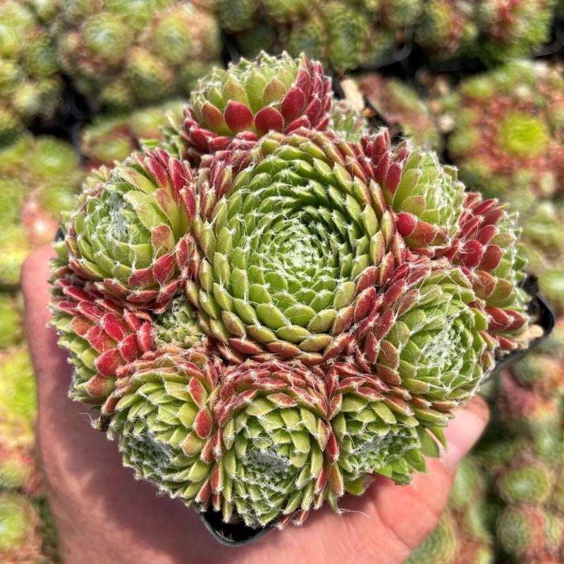 Hens and Chicks