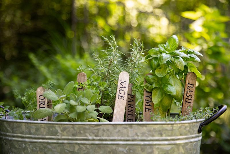 Herbs (Basil, Thyme, Oregano)