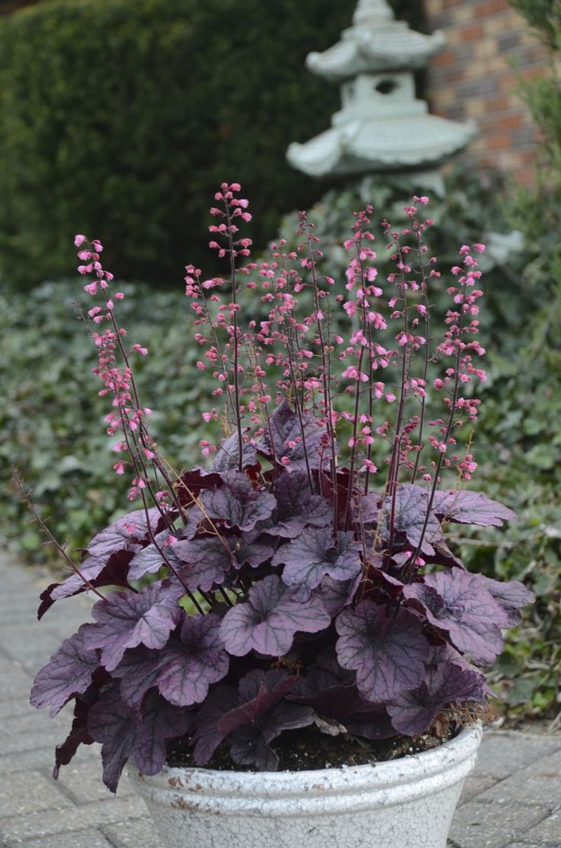 Heuchera