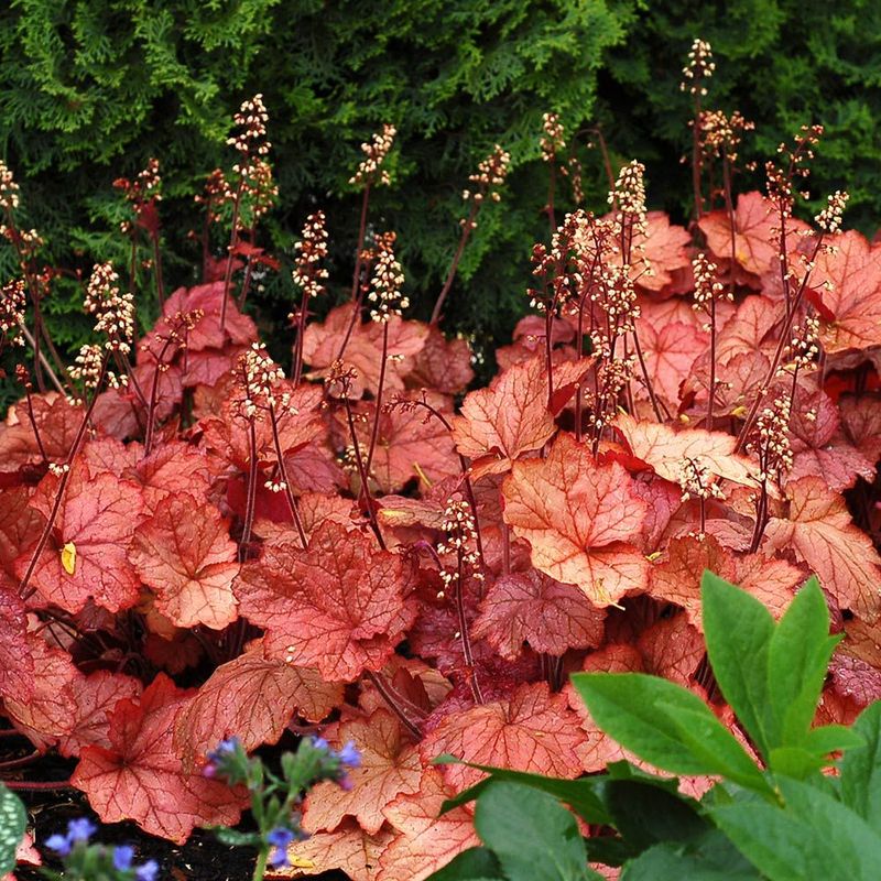 Heuchera