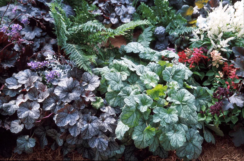 Heuchera