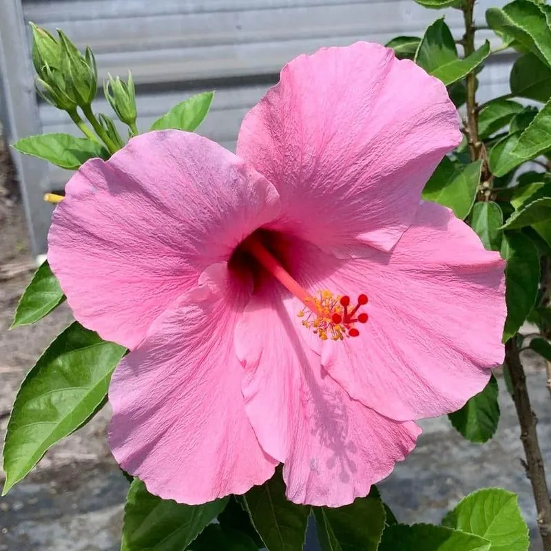 Hibiscus