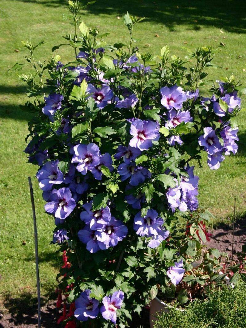 Hibiscus (Hibiscus syriacus)