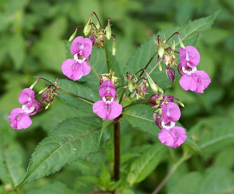 Himalayan Balsam