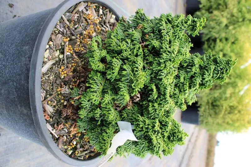 Hinoki Cypress