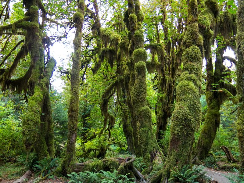 Hoh Rainforest, United States