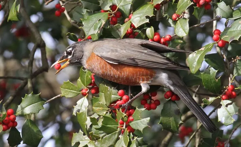 Holly (Ilex spp.)