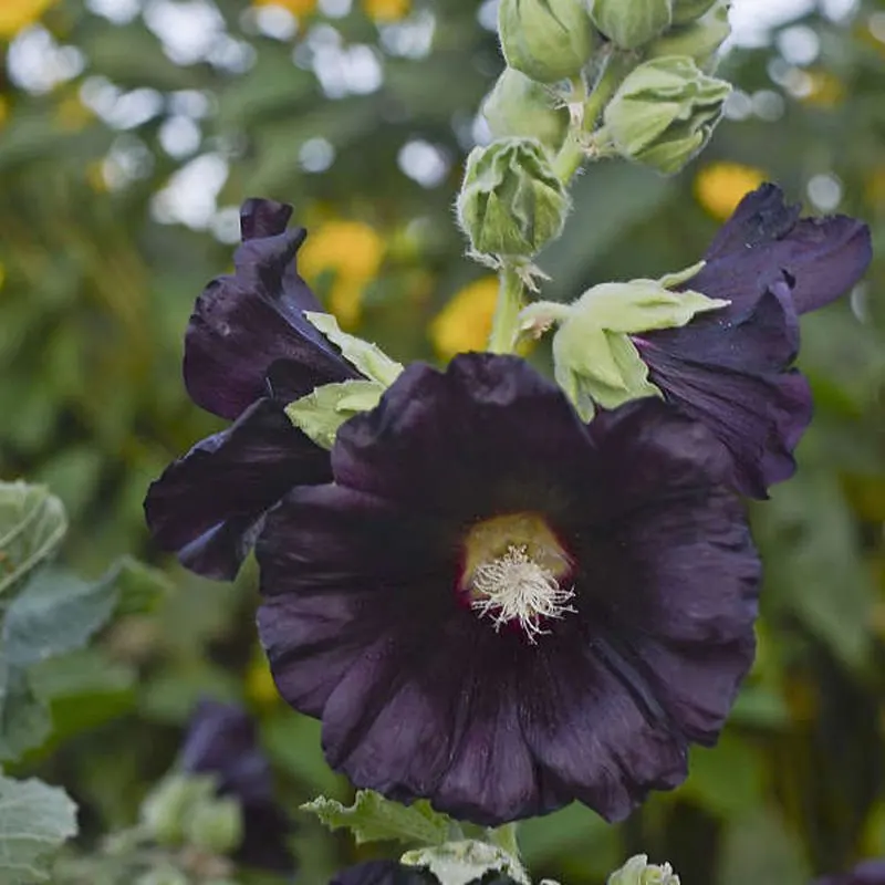 Hollyhock