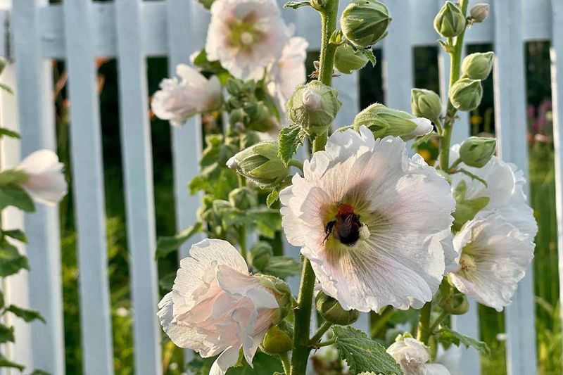 Hollyhock