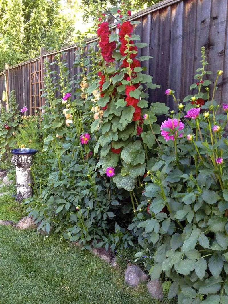 Hollyhock (Alcea)