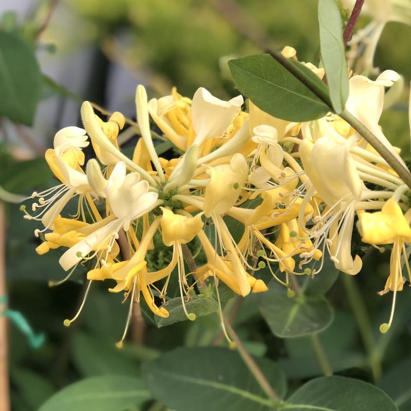 Honeysuckle