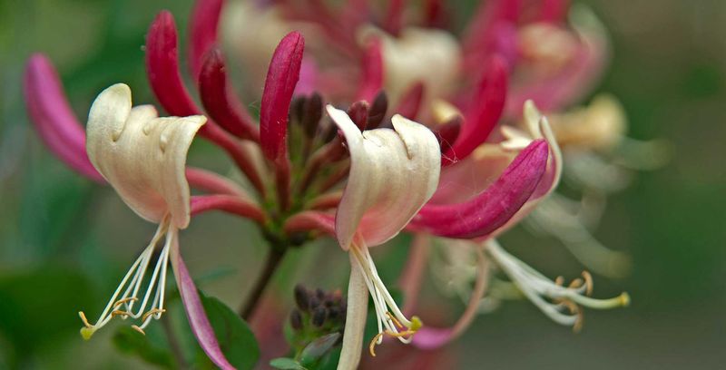 Honeysuckle