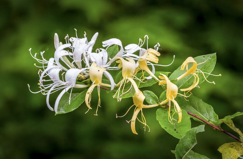 Honeysuckle