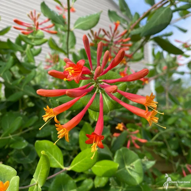 Honeysuckle