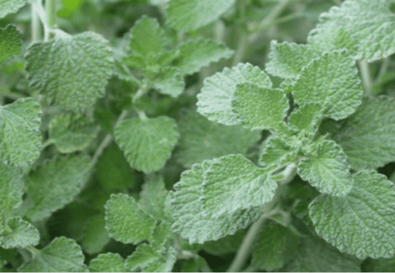 Horehound