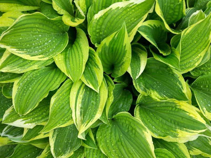 Hosta