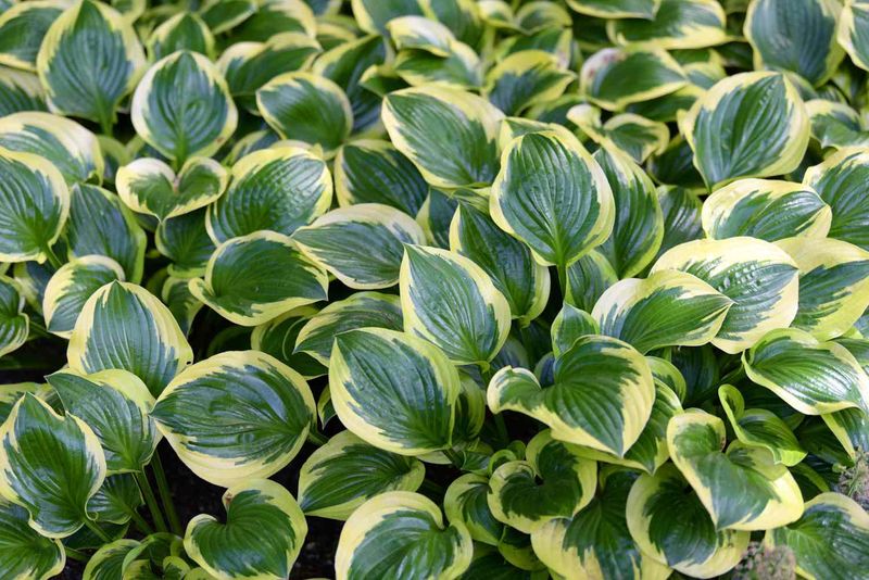 Hosta