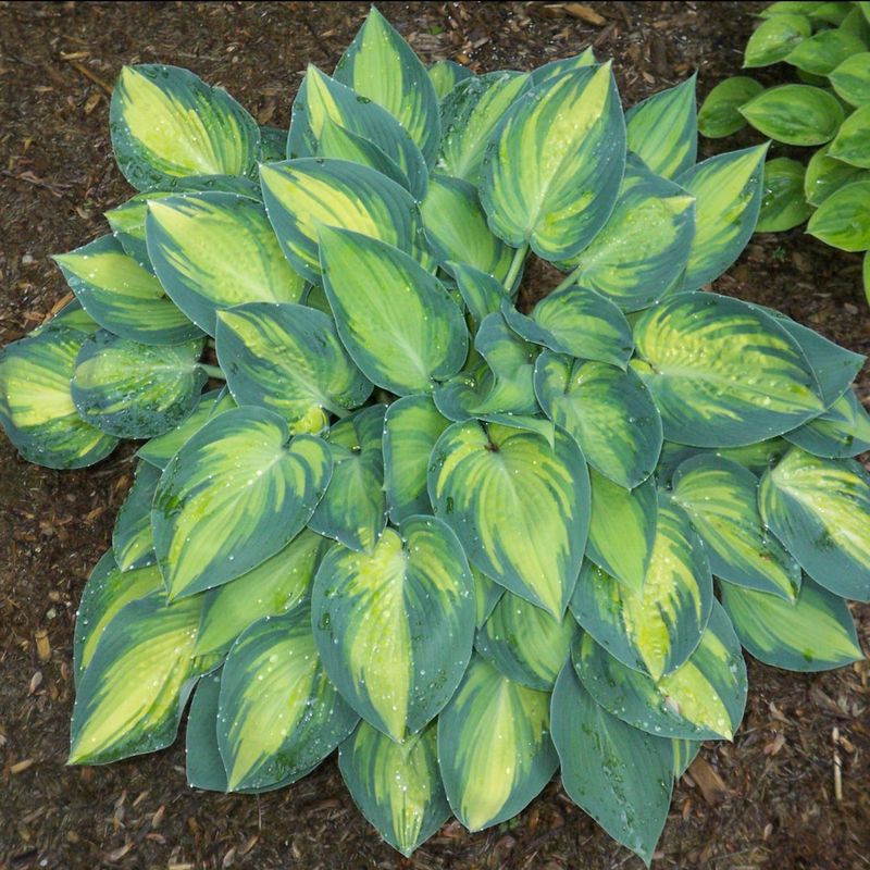 Hosta