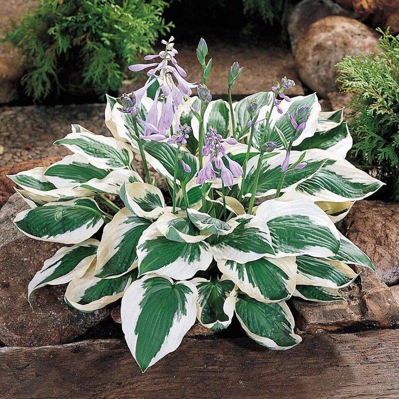 Hosta