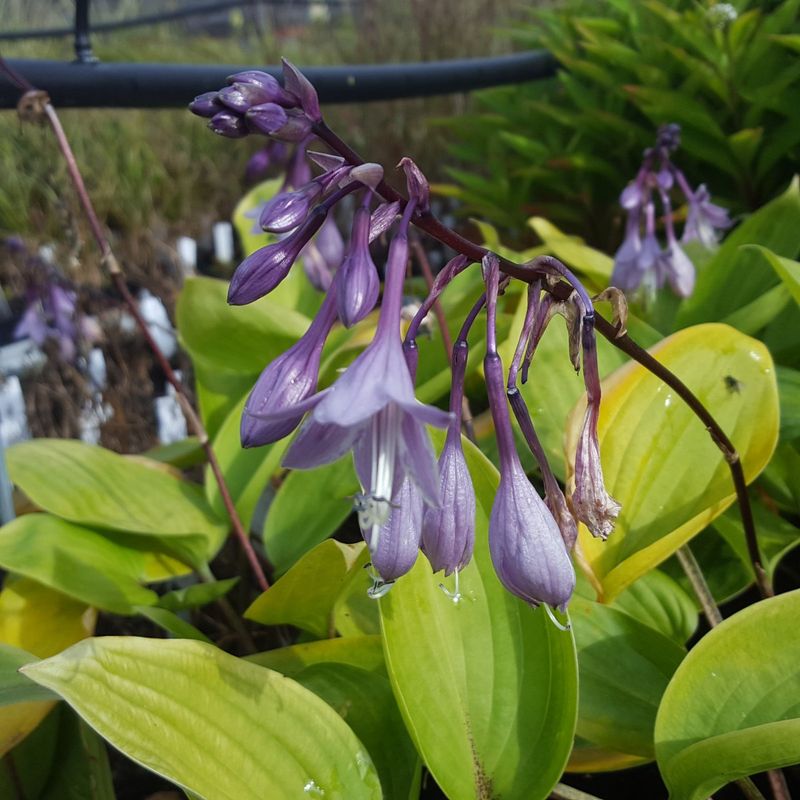 Hosta (Hosta 'Purple Heart')