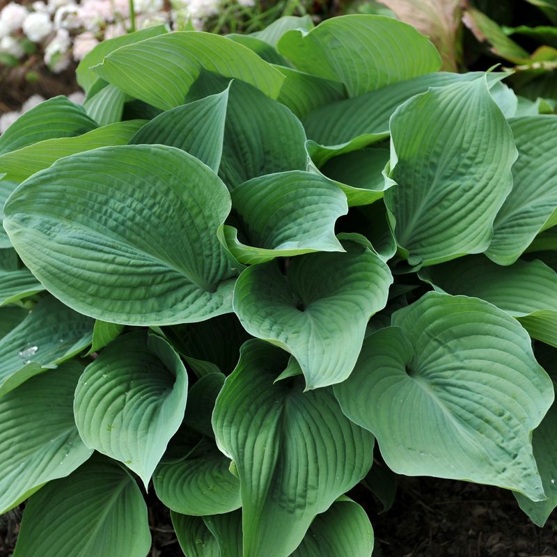 Hosta