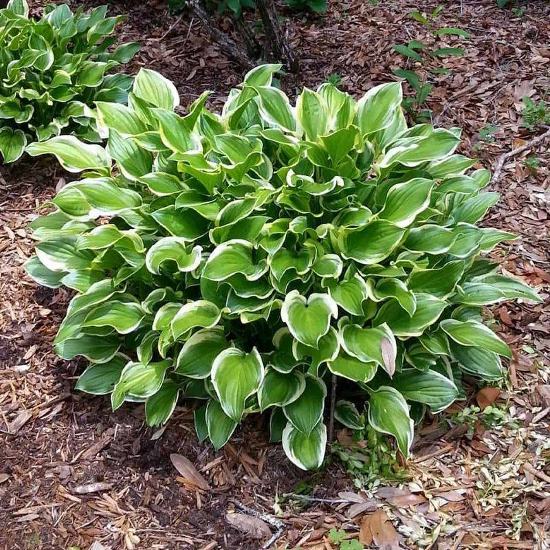 Hostas