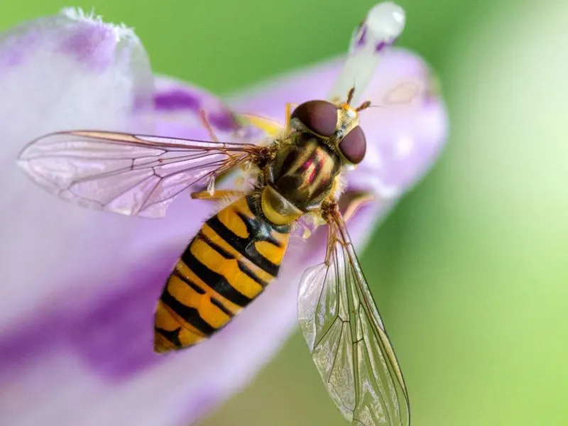 Hoverflies