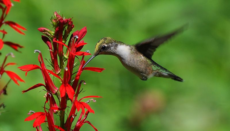 Hummingbird Flower