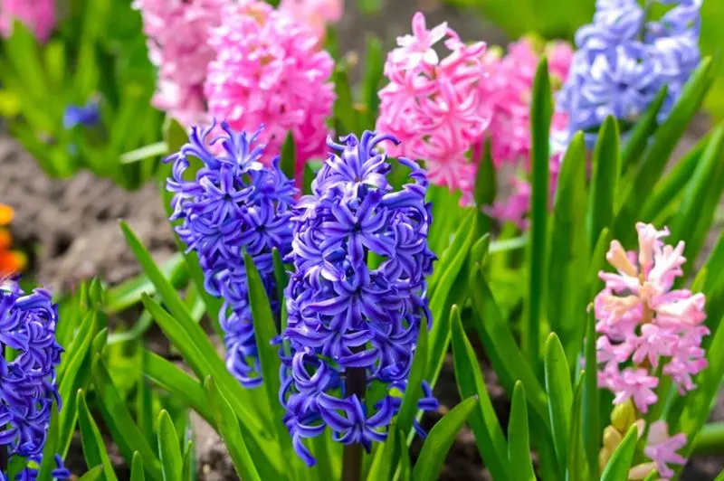 Hyacinth