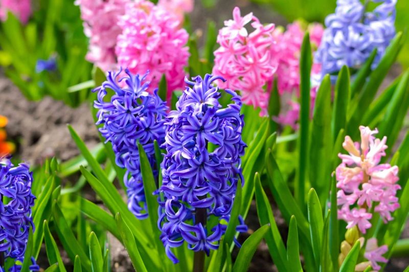 Hyacinth