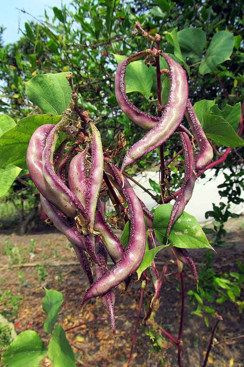 Hyacinth Beans