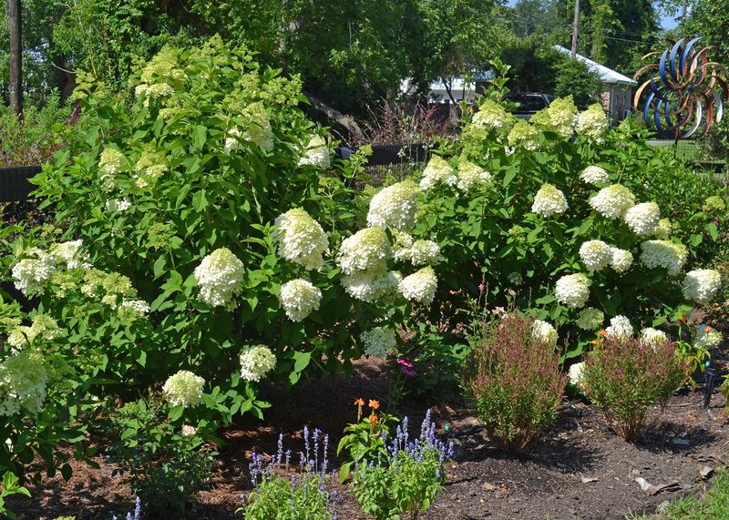 Hydrangea