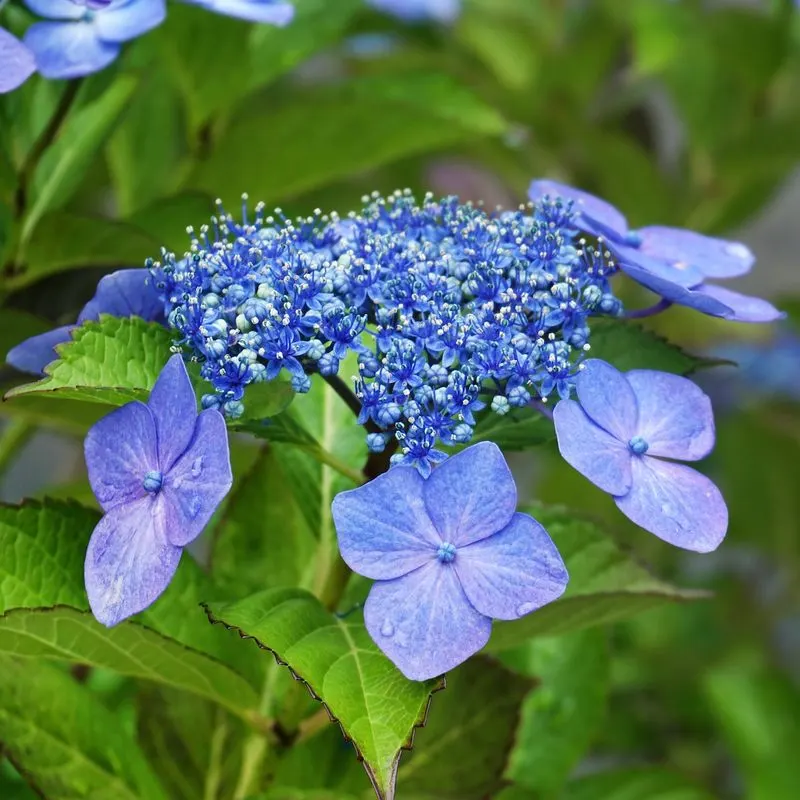 Hydrangea