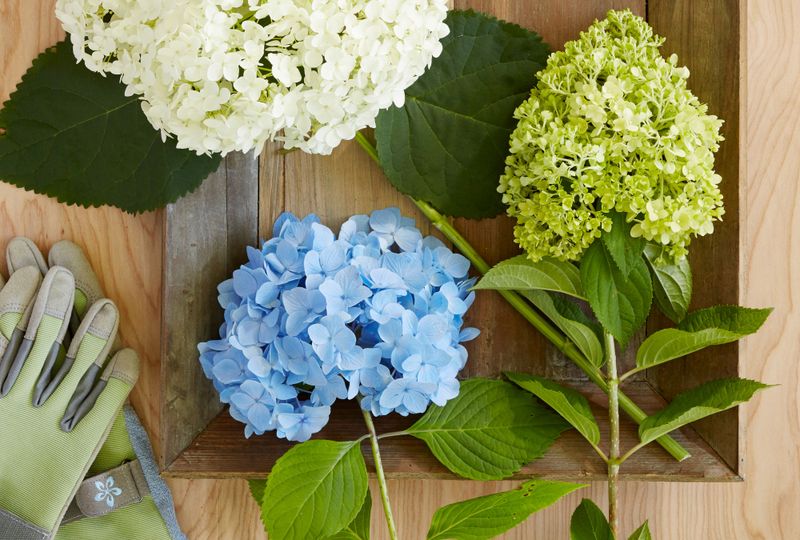 Hydrangea