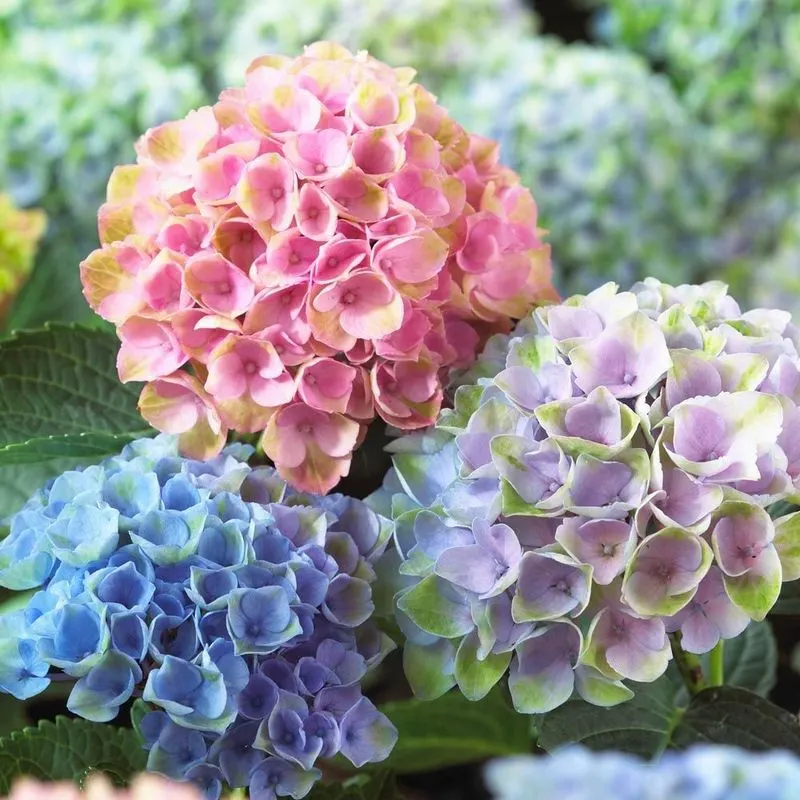 Hydrangea Macrophylla