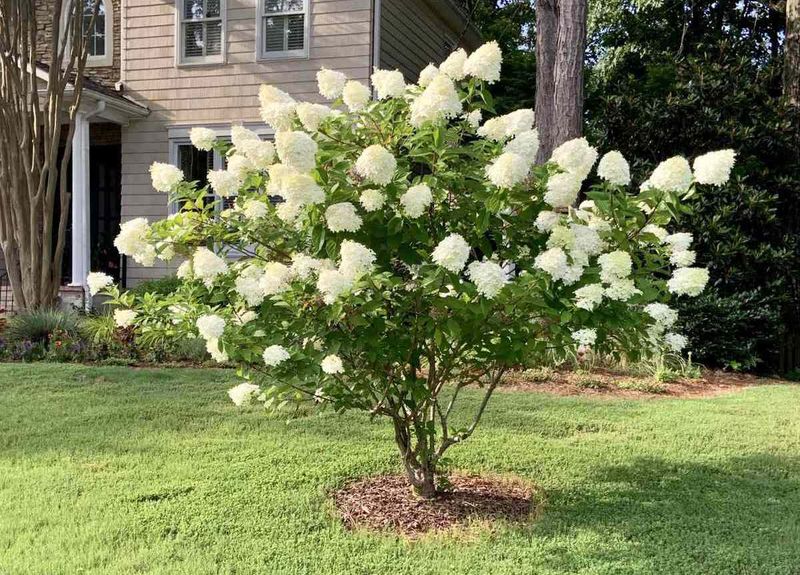 Hydrangea