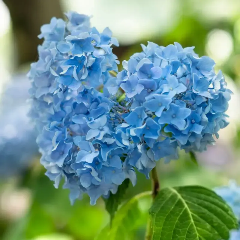 Hydrangeas