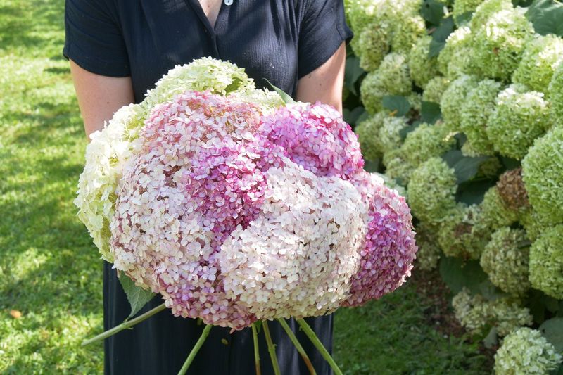 Hydrangeas