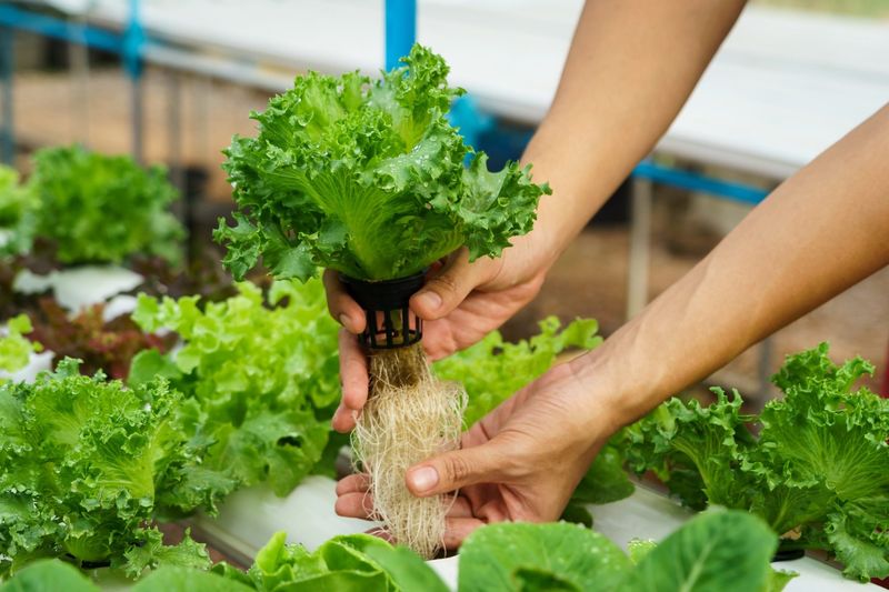 Hydroponic Vegetable Gardens