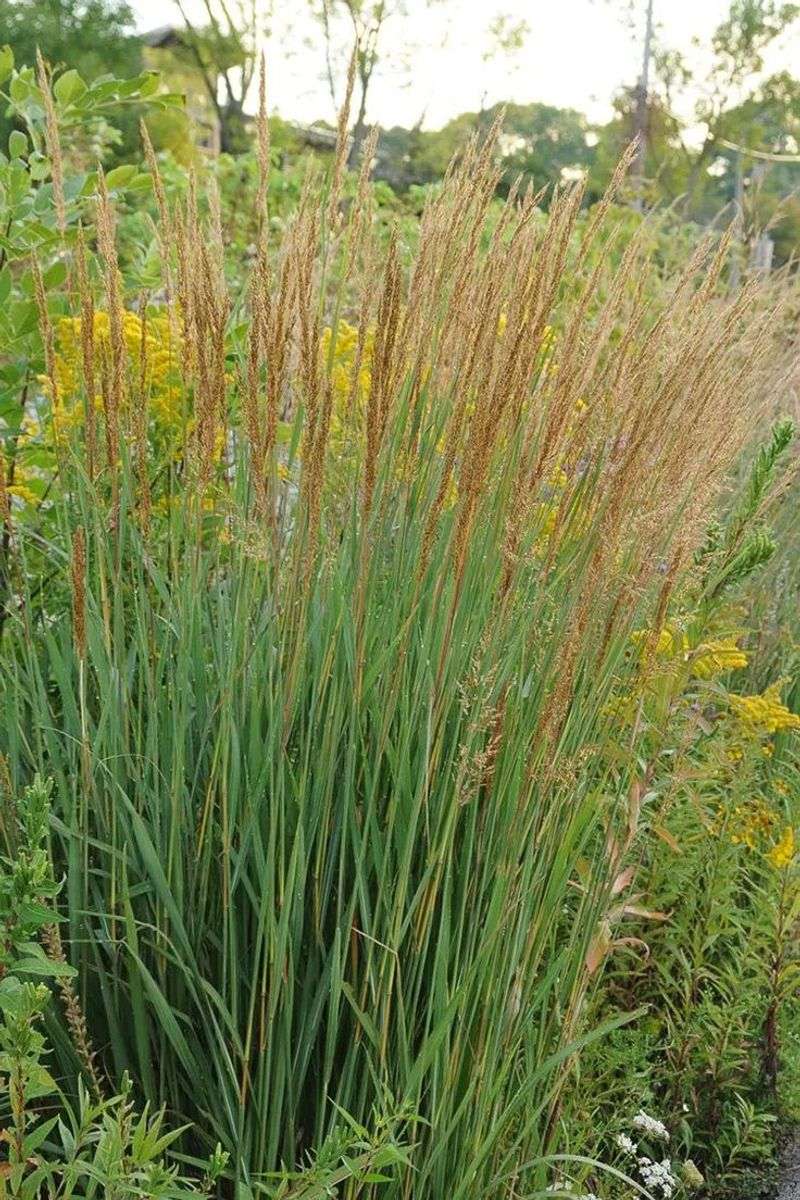 Indian Grass