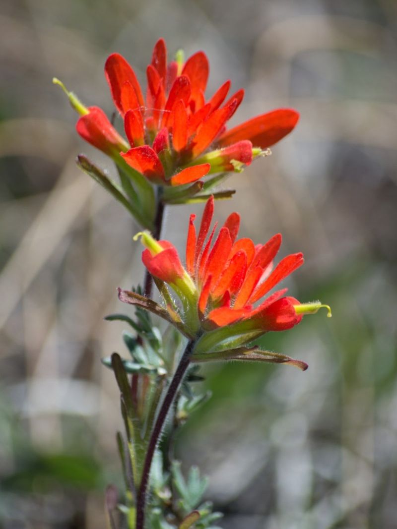 Indian Paintbrush