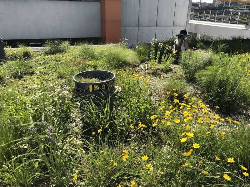 Install a Green Roof