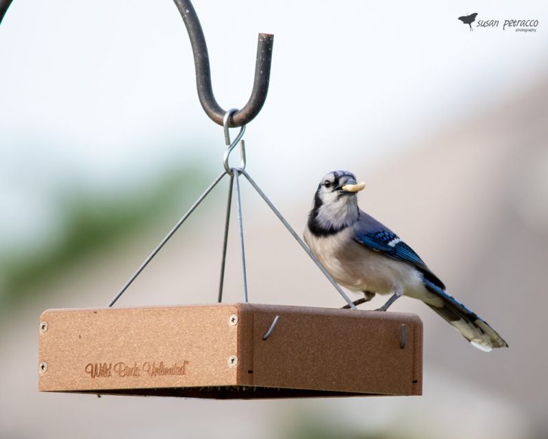 Installing a Bird Feeder