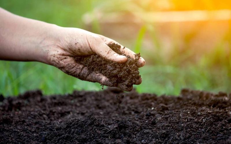 Invest in Quality Soil