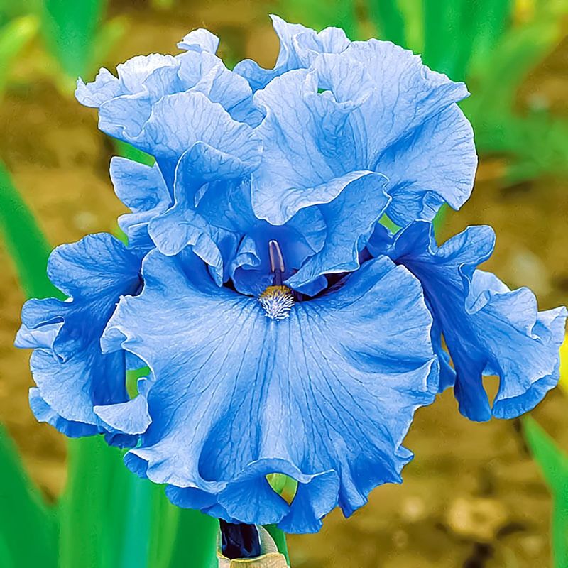 Iris