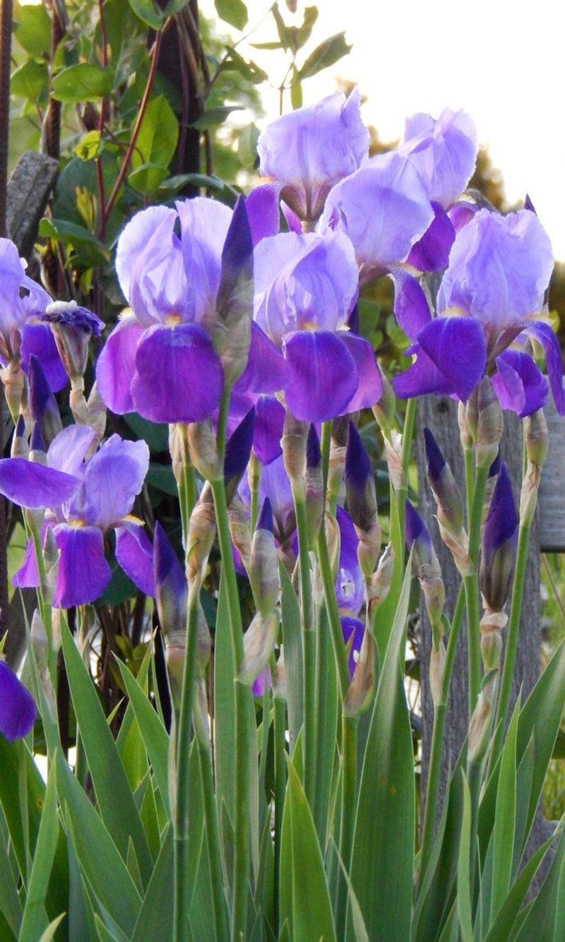 Iris (Iris germanica)