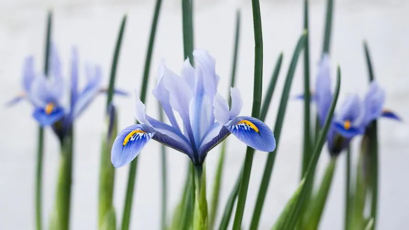 Iris Reticulata