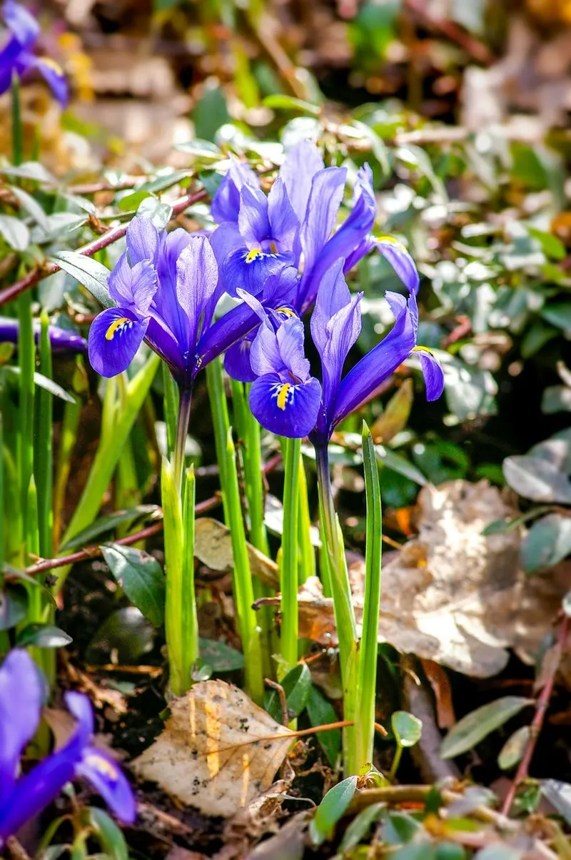 Iris Reticulata