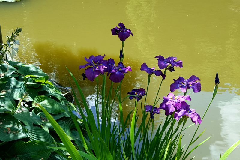 Iris ensata