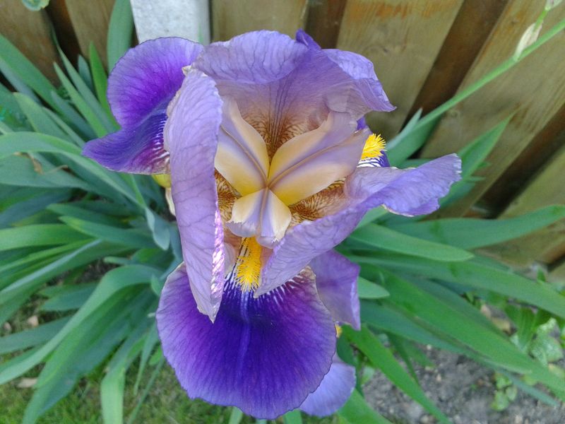 Iris germanica (Bearded Iris)